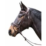 Equiline träns anatomiskt